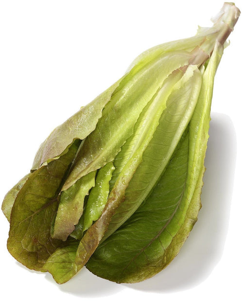 The Living Seed Company Organic Merveille de Quatre Saisons Lettuce Seeds - Lactuca sativa