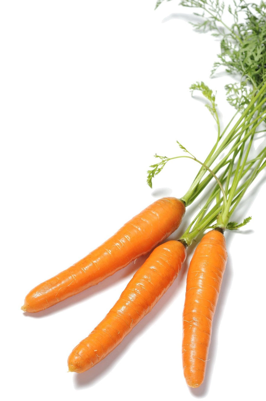 The Living Seed Company Organic Scarlet Nantes Carrot Seeds - Daucus carota