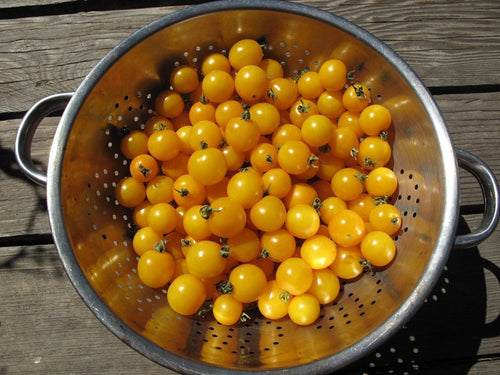 The Living Seed Company Galina Tomato Seeds  - Lycopersicon lycopersicum