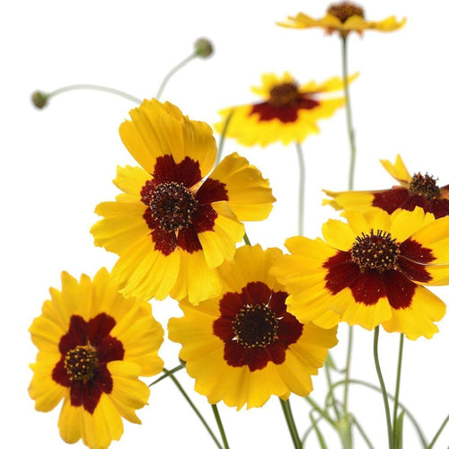 The Living Seed Company Plains Coreopsis Seeds - Coreopsis tinctoria