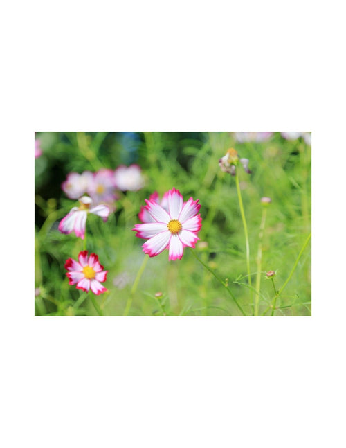 The Living Seed Company Cosmos Picotee Seeds - Cosmos bipinnatus