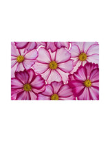 The Living Seed Company Cosmos Picotee Seeds - Cosmos bipinnatus, view 2