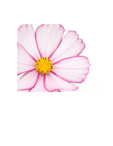 The Living Seed Company Cosmos Picotee Seeds - Cosmos bipinnatus, view 3