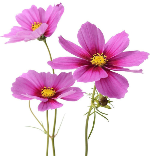The Living Seed Company Cosmos Radiance Seeds - Cosmos bipinnatus
