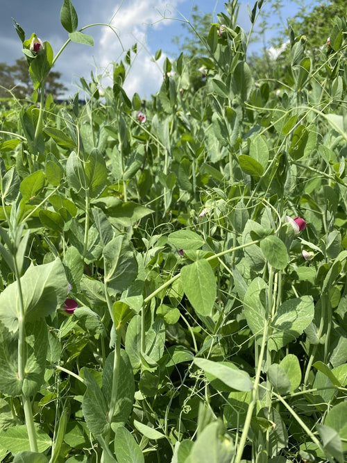The Living Seed Company Organic, Non-GMO Cover Crop Mix