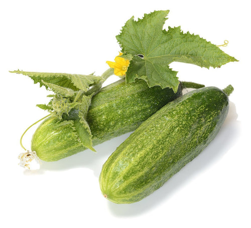 The Living Seed Company Non-GMO Delikatesse Cucumber Seeds (Cucumis sativus)