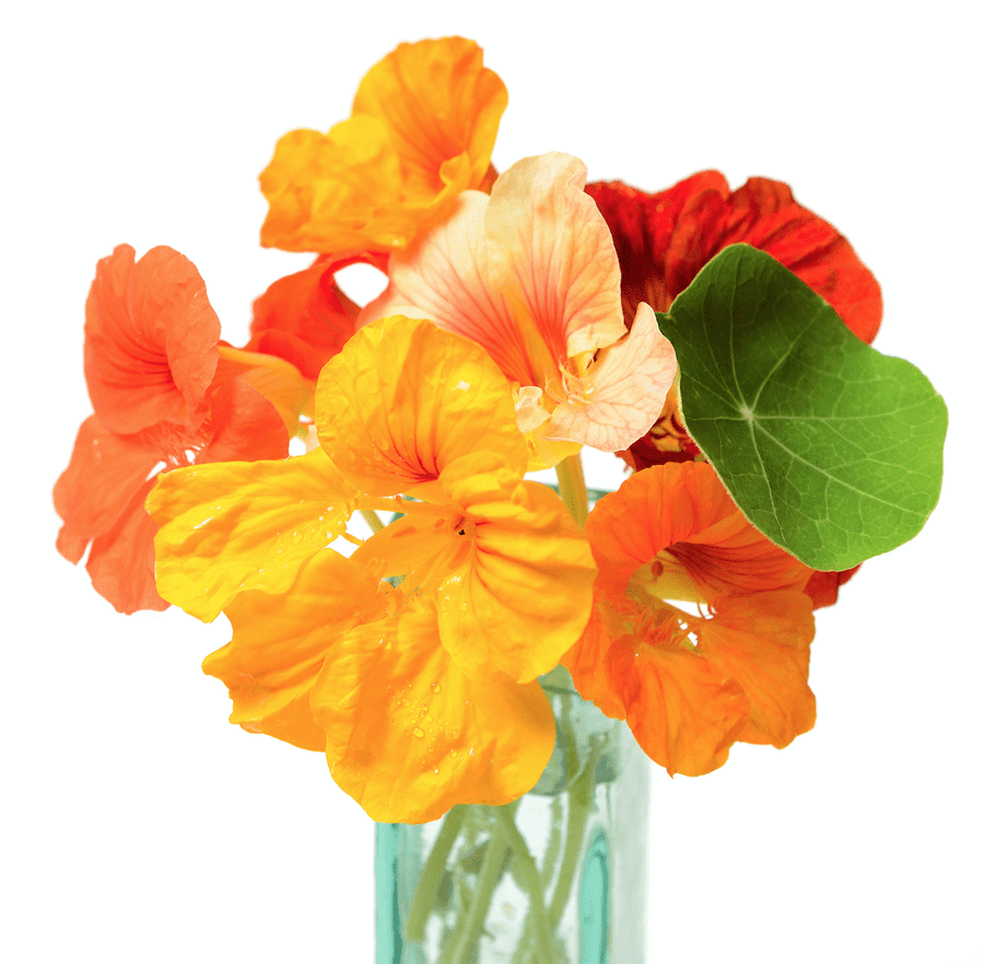 The Living Seed Company Dwarf Jewel Nasturtium Mix Seeds - Tropaeolum majus