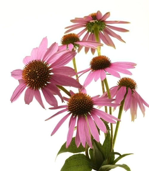 The Living Seed Company Organic Echinacea (Purple Coneflower) Seeds - Echinacea purpurea