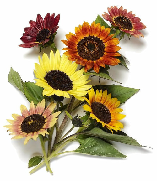 The Living Seed Company Evening Sun Sunflower Seeds - Helianthus annuus