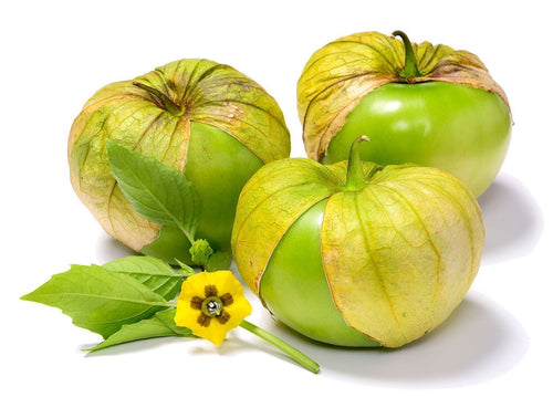 The Living Seed Company Everona Large Green Tomatillo Seeds - Physalis ixocarpa