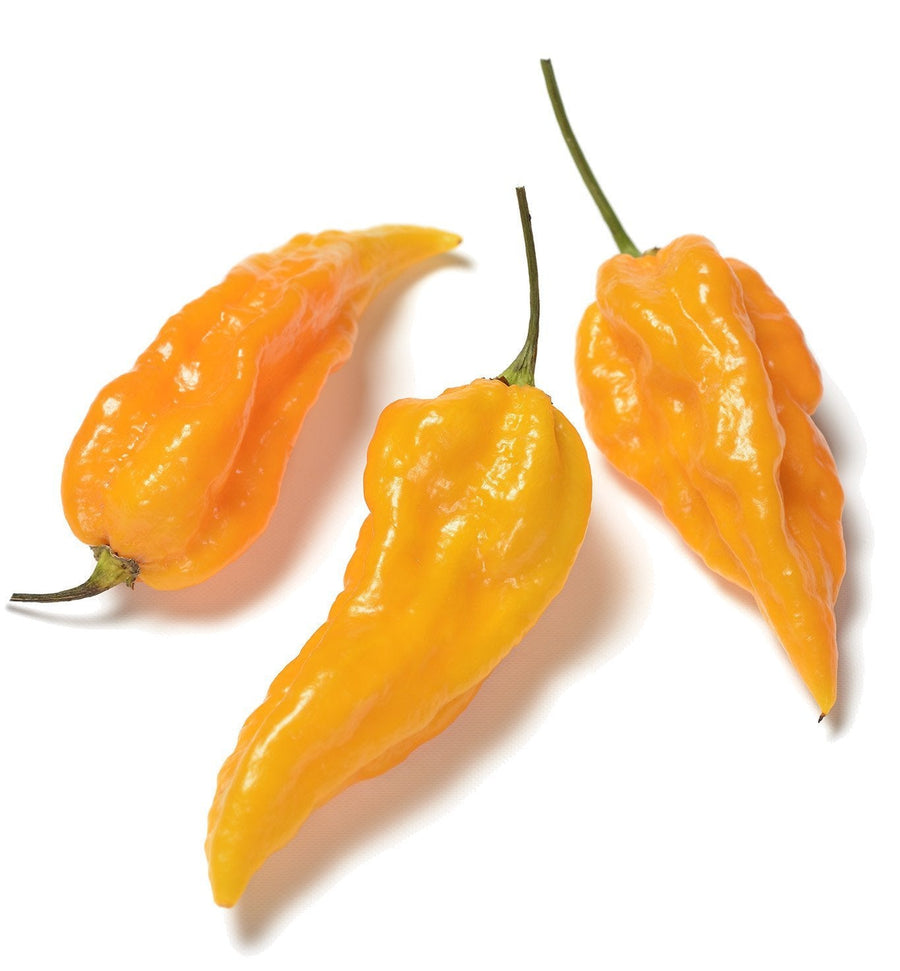 The Living Seed Company Fatalii Hot Pepper Seeds - Capsicum annuum
