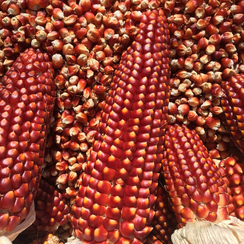 The Living Seed Company Floriani Corn Seeds - Zea Mays