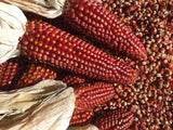 The Living Seed Company Floriani Corn Seeds - Zea Mays, view 2