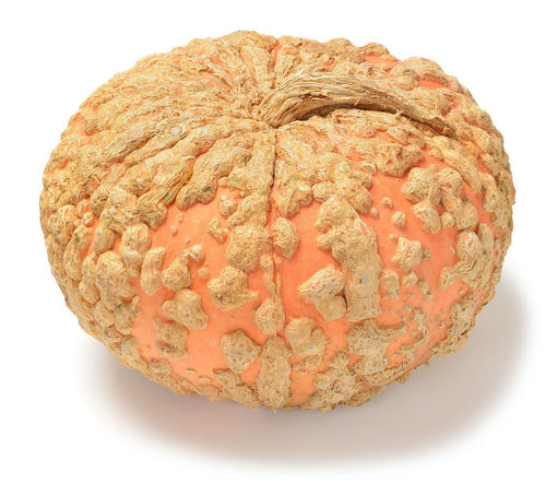 The Living Seed Company Galeux d'Eysines Squash Seeds (Cucurbita maxima)