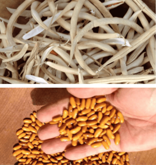 The Living Seed Company Gaucho Dry Bush Bean Seeds - Phaseolus vulgaris