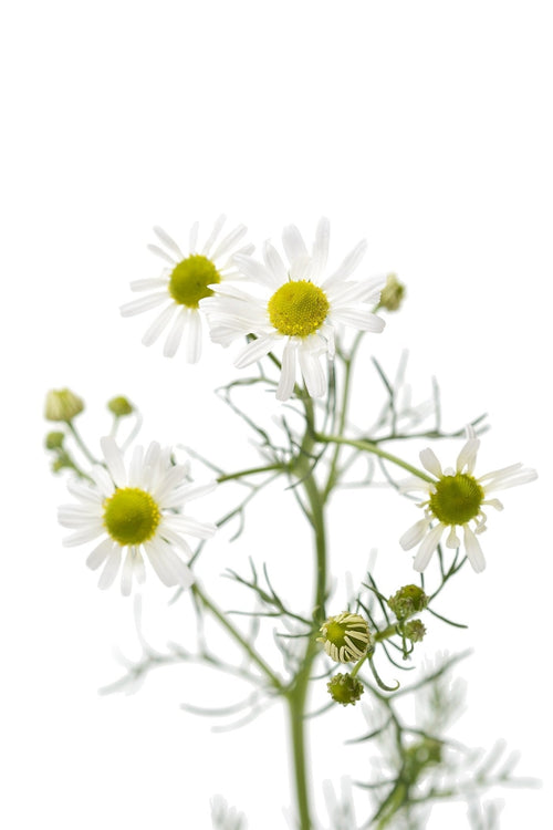 The Living Seed Company Organic German Chamomile Seeds - Matricaria recutita