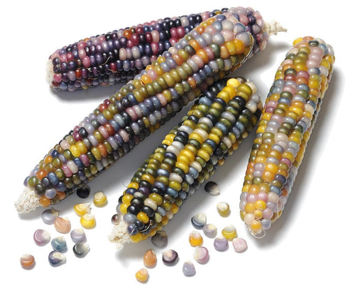 The Living Seed Company Glass Gem Corn Seeds  - Zea Mays