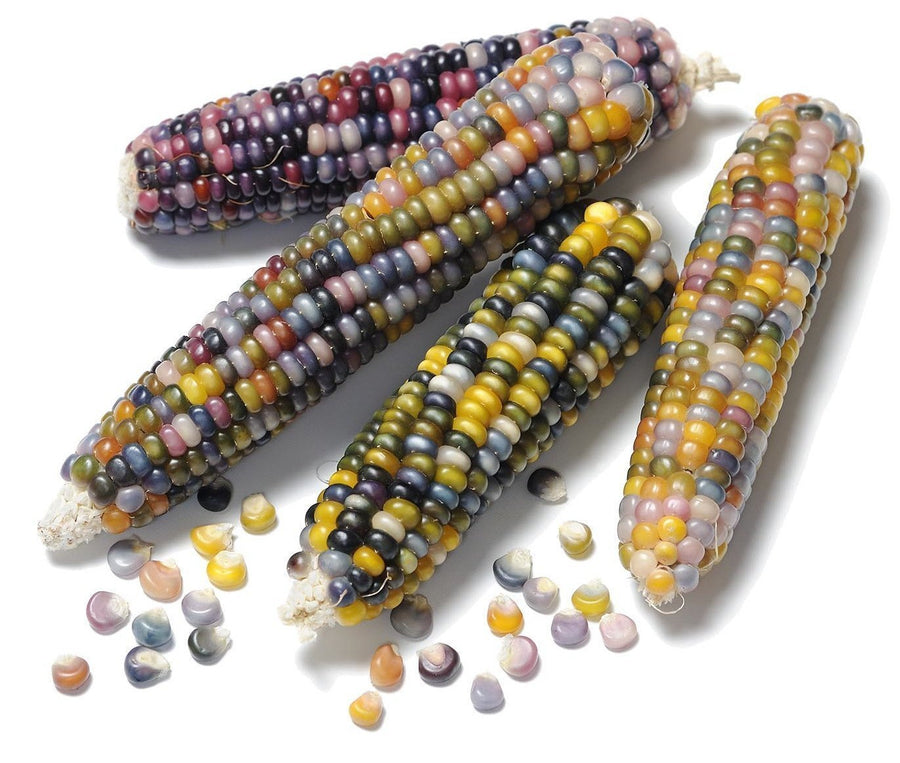 The Living Seed Company Glass Gem Corn Seeds - Zea Mays