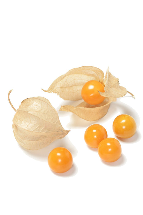 The Living Seed Company Organic Goldie Ground Cherry Seeds - Physalis pruinosa