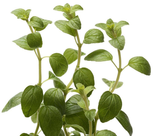 The Living Seed Company Organic Greek Oregano Seeds - Origanum vulgare