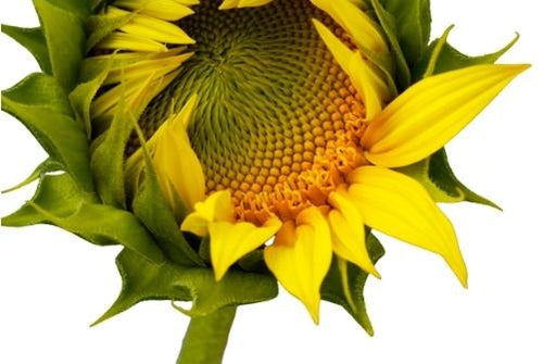 The Living Seed Company Organic Grey Striped Mammoth Sunflower Seeds - Helianthus annuus