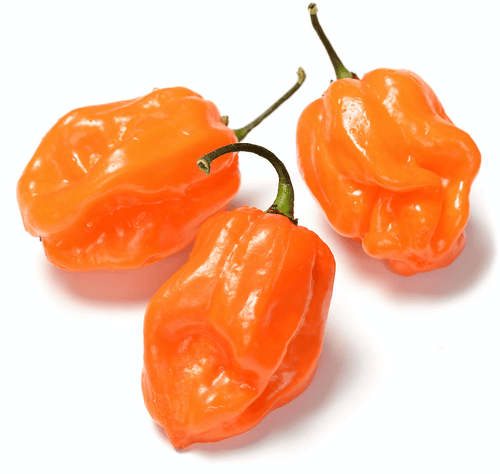The Living Seed Company Organic Habanero Hot Pepper Hot Seeds (Capsicum chinense)