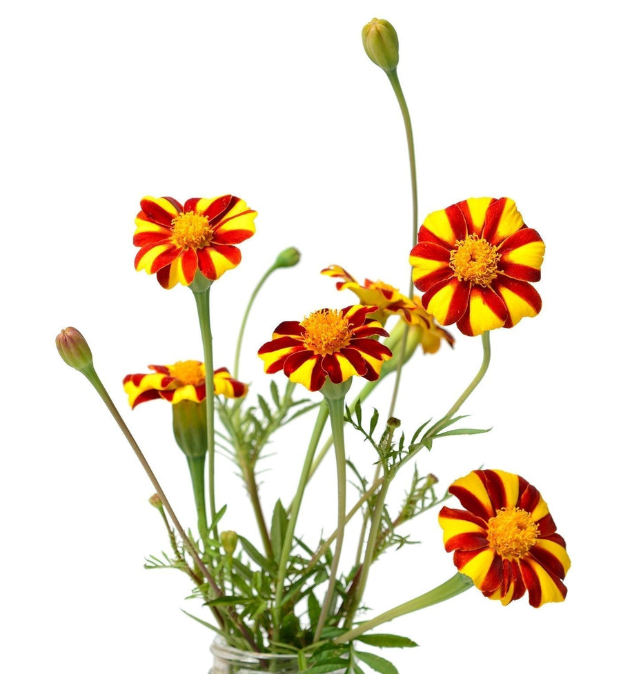The Living Seed Company Harlequin Marigold Seeds - Tagetes patula