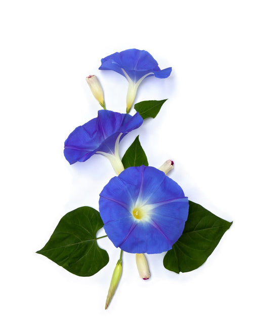 The Living Seed Company Heavenly Blue Morning Glory Seeds - Ipomoea purpurea