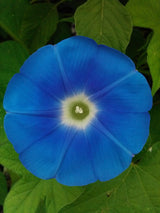 The Living Seed Company Heavenly Blue Morning Glory Seeds - Ipomoea purpurea, view 2