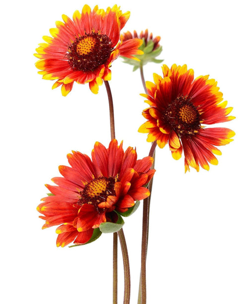 The Living Seed Company Gaillardia Blanket Flower Seeds - Gaillardia aristata