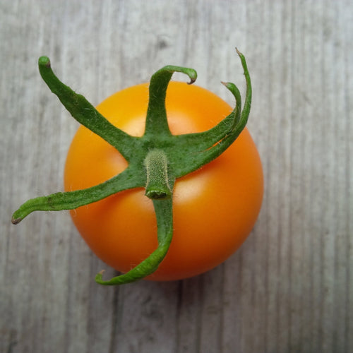 The Living Seed Company Organic Jaune Flamme Tomato Seeds - Solanum lycopersicum