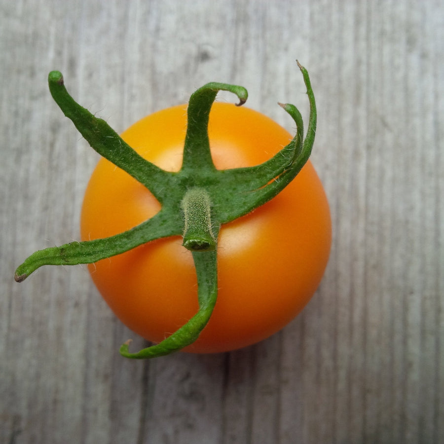 The Living Seed Company Organic Jaune Flamme Tomato Seeds - Solanum lycopersicum