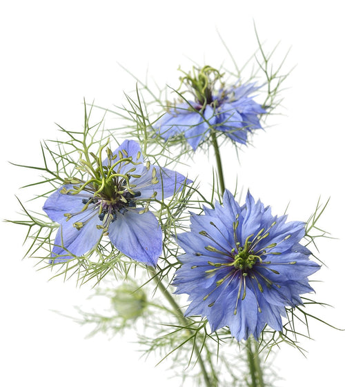 The Living Seed Company Love in a Mist Seeds - Nigella damascena