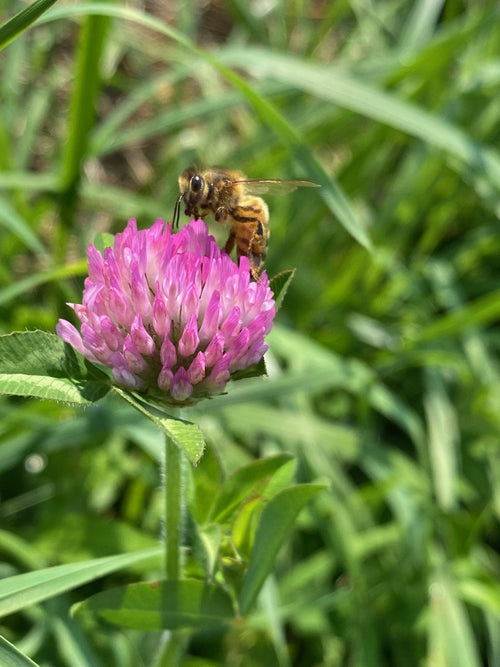 The Living Seed Company Organic Medium Red Clover Seeds - Trifolium pratense