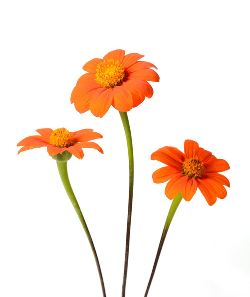 The Living Seed Company Mexican Sunflower Seeds - Tithonia rotundifolia