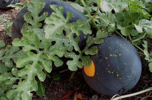 The Living Seed Company Organic Moon and Stars Watermelon Seeds - Citrullus lanatus