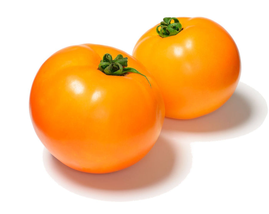 The Living Seed Company Mountain Gold Tomato Seeds - Solanum lycopersicum