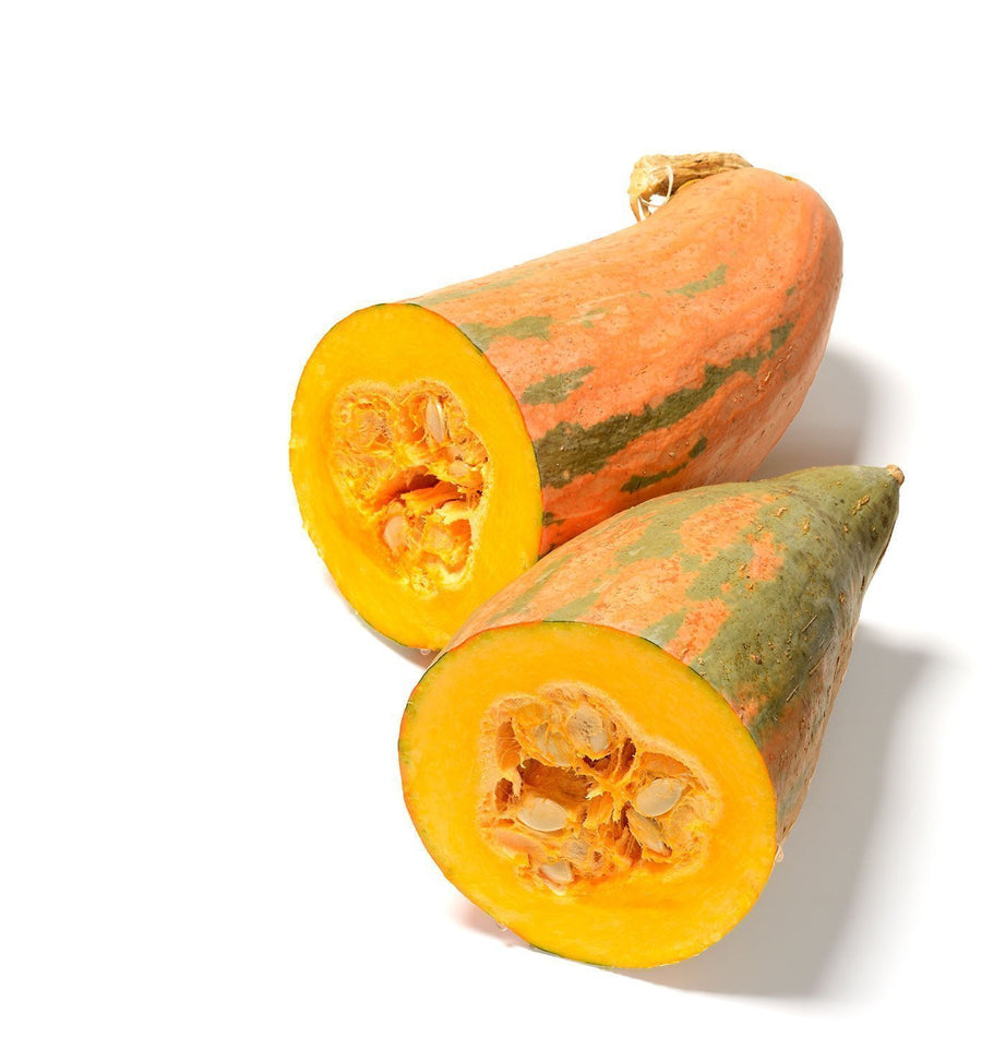The Living Seed Company N. Georgia Candy Roaster Squash Seeds - Cucurbita maxima