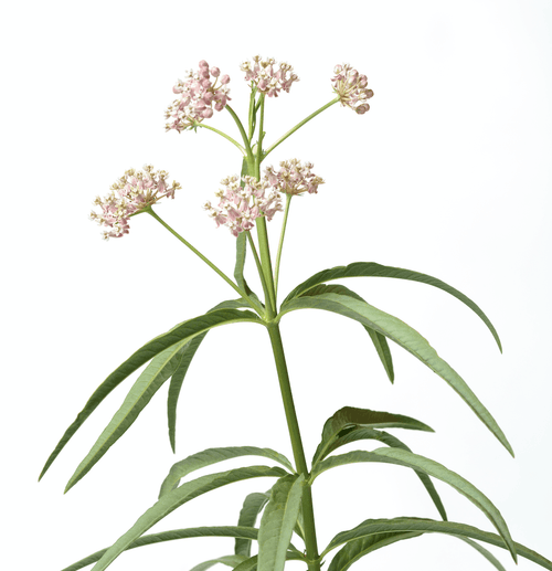 The Living Seed Company Narrowleaf Milkweed Seeds - Asclepias fascicularis