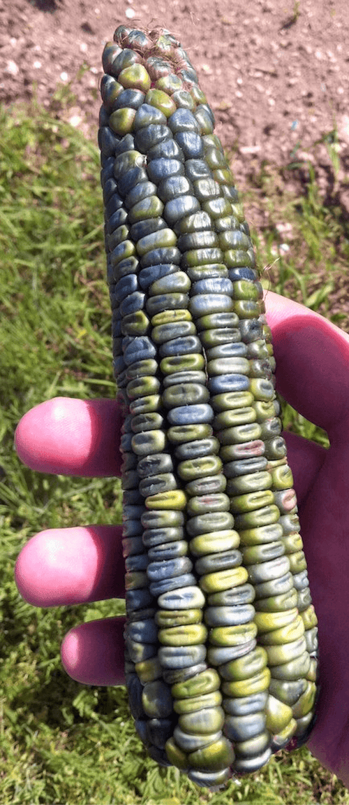 The Living Seed Company Oaxacan Green Corn - Zea Mays