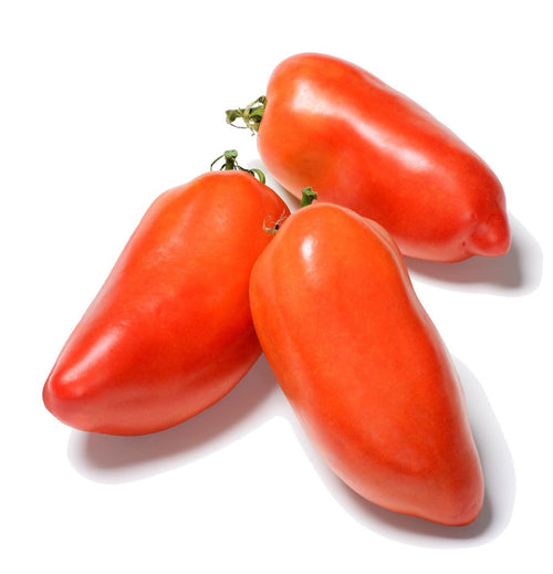 The Living Seed Company Opalka Paste Tomato Seeds - Solanum  lycopersicum