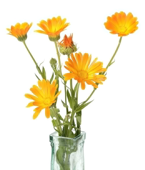 The Living Seed Company Organic Orange Resina Calendula Seeds - Calendula officinalis