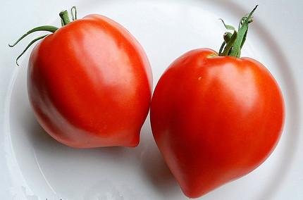 The Living Seed Company Organic Amish Paste Tomato Seeds - Lycopersicon lycopersicum