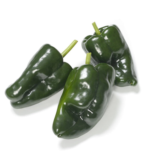 The Living Seed Company Organic Ancho Poblano Hot Pepper  Seeds- Capsicum annuum