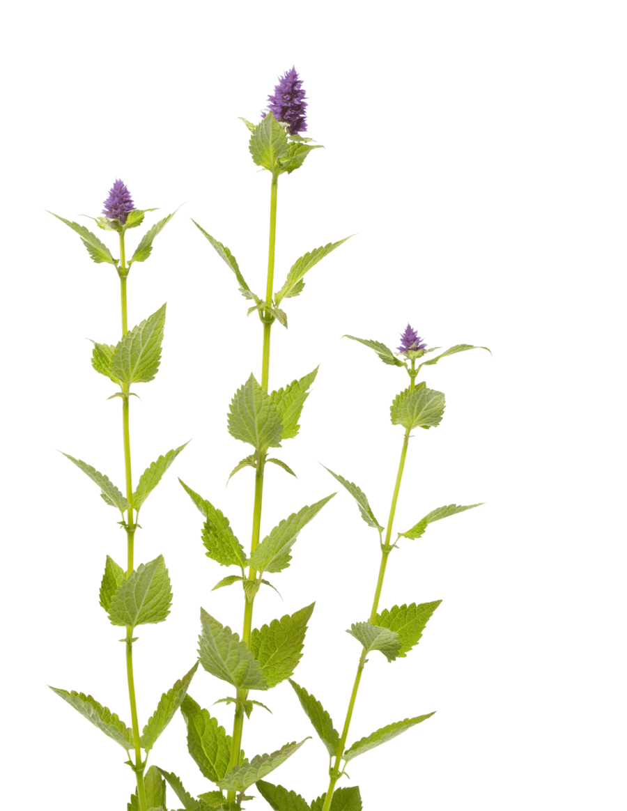 The Living Seed Company Organic Anise Hyssop Seeds - Agastache foeniculum