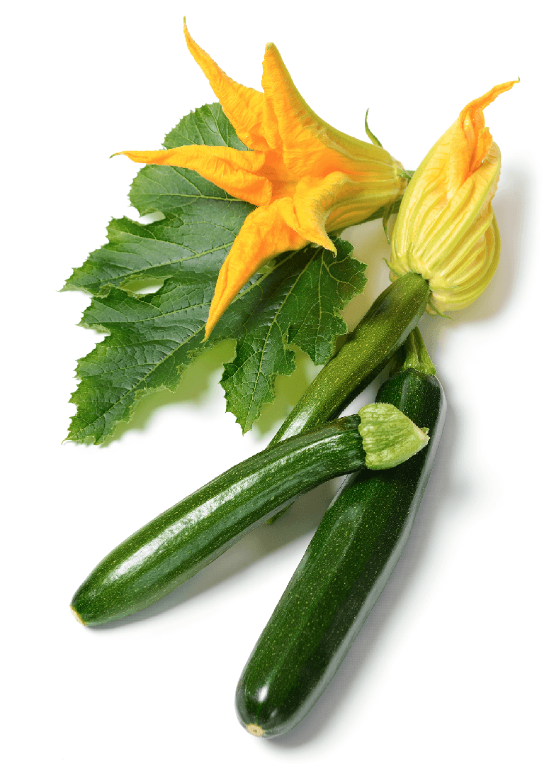 The Living Seed Company Organic Black Beauty Zucchini Seeds - Cucurbita pepo