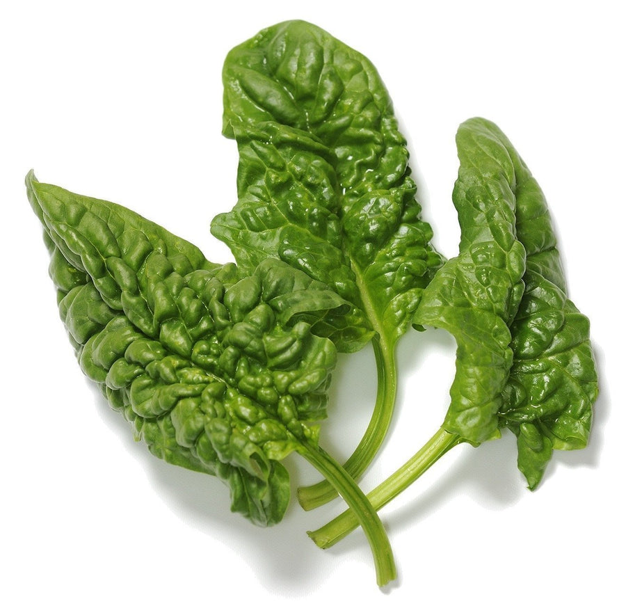 The Living Seed Company Organic Bloomsdale Spinach Seeds - Spinacia oleracea