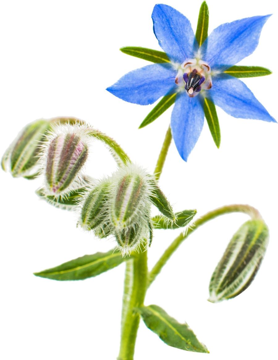The Living Seed Company Organic Borage Seeds (Borago officinalis)