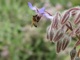 The Living Seed Company Organic Borage Seeds (Borago officinalis), view 2
