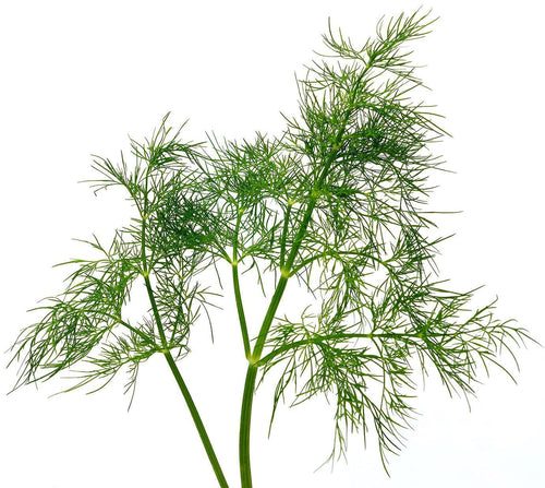 The Living Seed Company Organic Bouquet Dill Seeds - Anethum graveolens